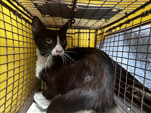 Shelter Stray Unknown Cat last seen , Los Angeles, CA 90031