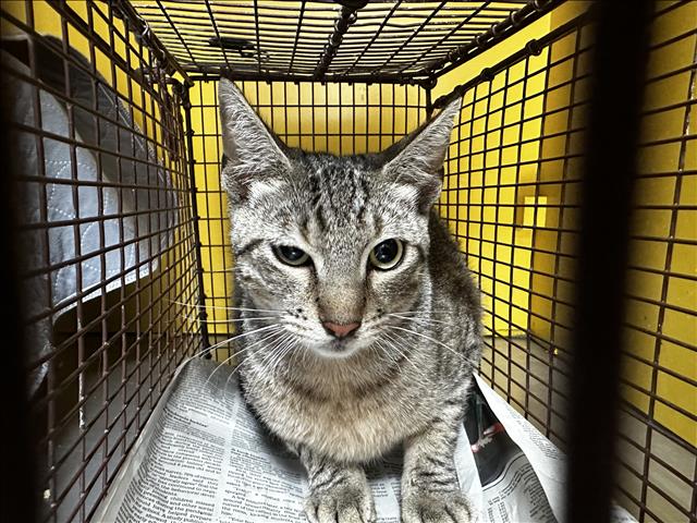 Shelter Stray Unknown Cat last seen , Los Angeles, CA 90031