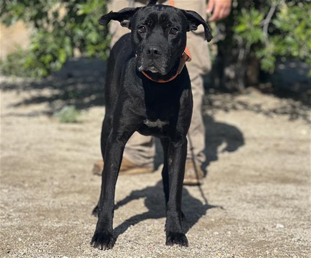 Shelter Stray Female Dog last seen Near BLOCK GOLER AVE, JOHANNESBURG CA 93528, Bakersfield, CA 93308