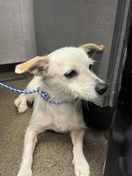 Shelter Stray Female Dog last seen Near BLOCK OGLESBY AVE, Jacksonville, FL 32204