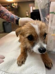 Shelter Stray Female Dog last seen Near BLOCK OGLESBY AVE, Jacksonville, FL 32204