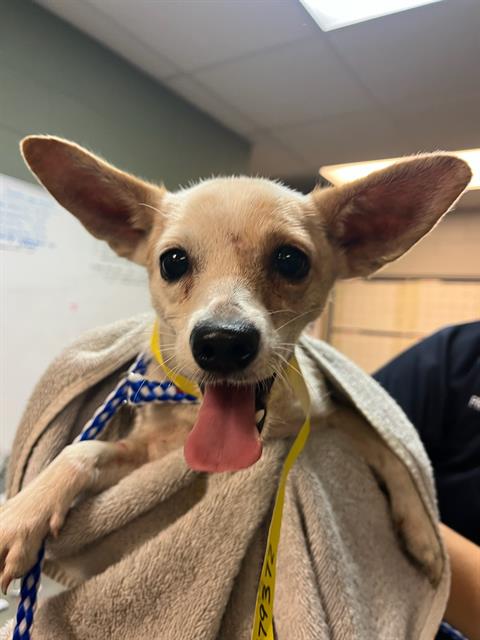 Shelter Stray Female Dog last seen Near BLOCK OGLESBY AVE, Jacksonville, FL 32204