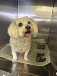 Shelter Stray Male Dog last seen , Los Angeles, CA 90047