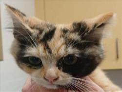 Shelter Stray Female Cat last seen , Los Angeles, CA 90047