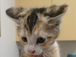 Shelter Stray Female Cat last seen , Los Angeles, CA 90047