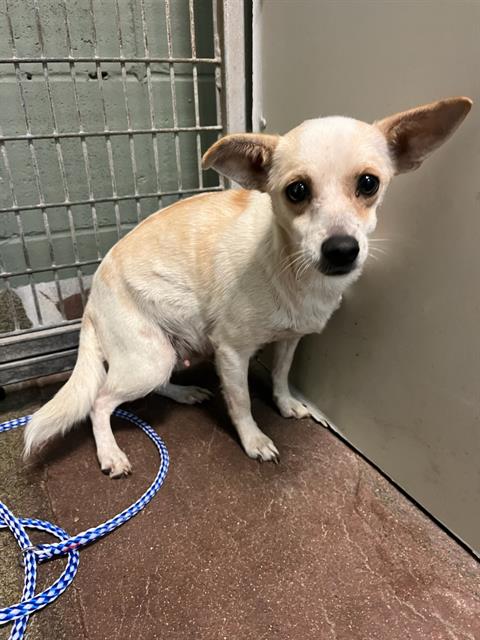 Shelter Stray Female Dog last seen Near BLOCK OGLESBY AVE, Jacksonville, FL 32204
