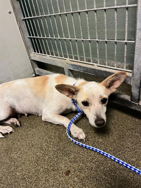 Shelter Stray Female Dog last seen Near BLOCK OGLESBY AVE, Jacksonville, FL 32204