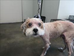 Shelter Stray Male Dog last seen , Los Angeles, CA 90047