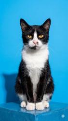 Shelter Stray Female Cat last seen SURR FROM 355 MONUMENT RD, 19A2, Jacksonville, FL 32204