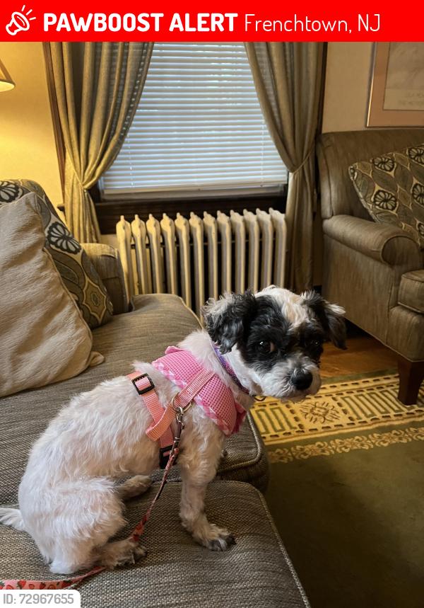 Lost Female Dog last seen At the crossroad of ord Rd and Fourth Street 5 PM. I submitted a photo of the car, Frenchtown, NJ 08825
