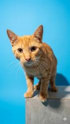 Shelter Stray Male Cat last seen SURR FROM 355 MONUMENT RD, 19A2, Jacksonville, FL 32204
