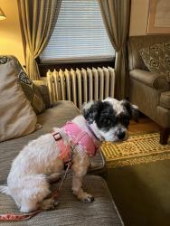 Lost Female Dog last seen At the crossroad of ord Rd and Fourth Street 5 PM. I submitted a photo of the car, Frenchtown, NJ 08825
