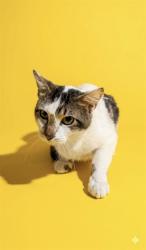 Shelter Stray Male Cat last seen SURR FROM 355 MONUMENT RD, 19A2, Jacksonville, FL 32204
