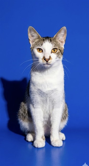 Shelter Stray Male Cat last seen SURR FROM 355 MONUMENT RD, 19A2, Jacksonville, FL 32204