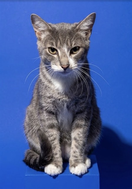 Shelter Stray Female Cat last seen SURR FROM 355 MONUMENT RD, 19A2, Jacksonville, FL 32204