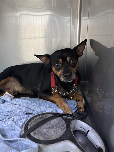 Shelter Stray Male Dog last seen , Irwindale, CA 91706