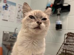 Shelter Stray Female Cat last seen DAVID WALKER TAVARES, Deer Island, FL 32778