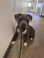 Shelter Stray Male Dog last seen , Los Angeles, CA 91405