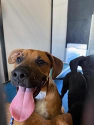 Shelter Stray Male Dog last seen Near BLK CHARTER OAKS AV BAKERSFIEL,CA, Bakersfield, CA 93307