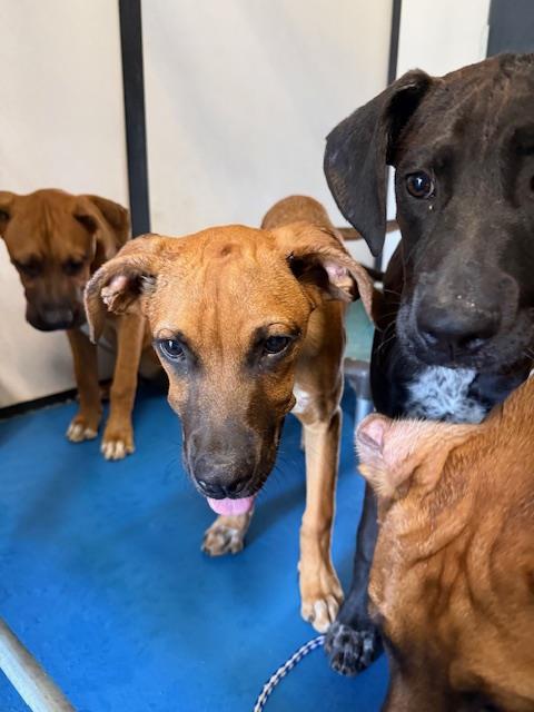 Shelter Stray Male Dog last seen Near BLK CHARTER OAKS AV BAKERSFIEL,CA, Bakersfield, CA 93307
