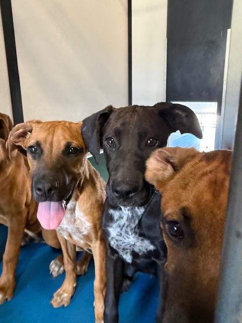 Shelter Stray Male Dog last seen Near BLK CHARTER OAKS AV BAKERSFIEL,CA, Bakersfield, CA 93307