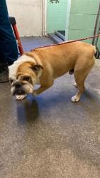 Shelter Stray Male Dog last seen BURBERRY WAY &  BACCUS WAY, Sacramento, CA 95818