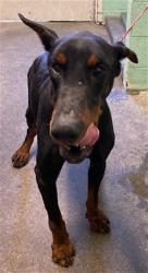 Shelter Stray Male Dog last seen POWER INN RD & FRUITRIDGE RD, Sacramento, CA 95818