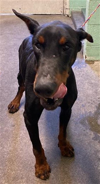 Shelter Stray Male Dog last seen POWER INN RD & FRUITRIDGE RD, Sacramento, CA 95818
