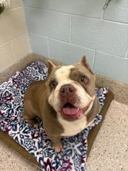 Shelter Stray Female Dog last seen Near BLOCK  E 71ST AVE, 12155 Park Blvd, Brighton, CO 80601, USA