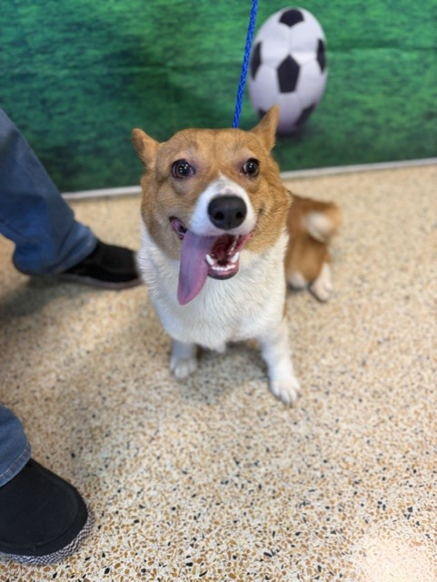 Shelter Stray Female Dog last seen Near BLOCK E 33 ST, Doral, FL 33122