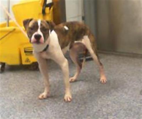 Shelter Stray Male Dog last seen CHARLOTTE, 8315 Byrum Dr, Charlotte, NC 28217, USA