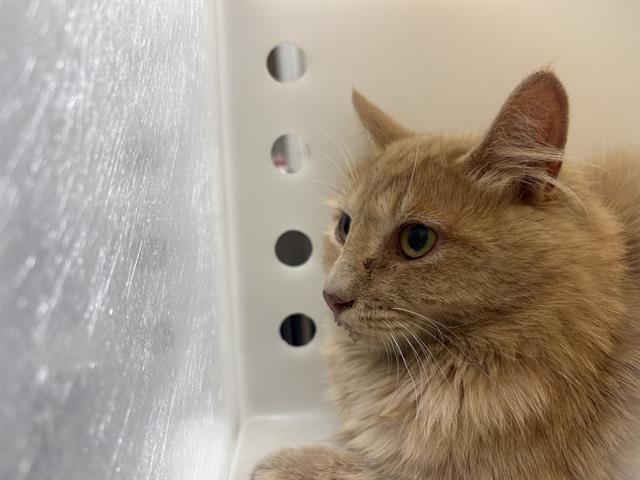 Shelter Stray Unknown Cat last seen Near BLOCK S 33RD ST, Milwaukee, WI 53215
