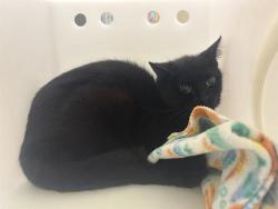 Shelter Stray Unknown Cat last seen Near BLOCK W POTOMAC AVE  - TRAP CAT, Milwaukee, WI 53215