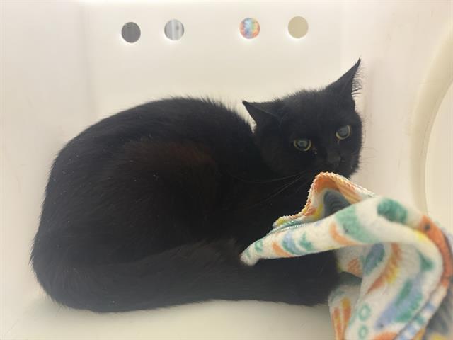 Shelter Stray Unknown Cat last seen Near BLOCK W POTOMAC AVE  - TRAP CAT, Milwaukee, WI 53215