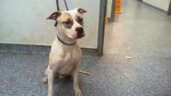 Shelter Stray Male Dog last seen CHARLOTTE, 8315 Byrum Dr, Charlotte, NC 28217, USA