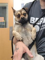 Shelter Stray Male Dog last seen Near BLOCK SUNSET GARDENS RD SW, Albuquerque, NM 87105