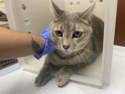 Shelter Stray Female Cat last seen Near BLOCK E DIANE DR, Milwaukee, WI 53215