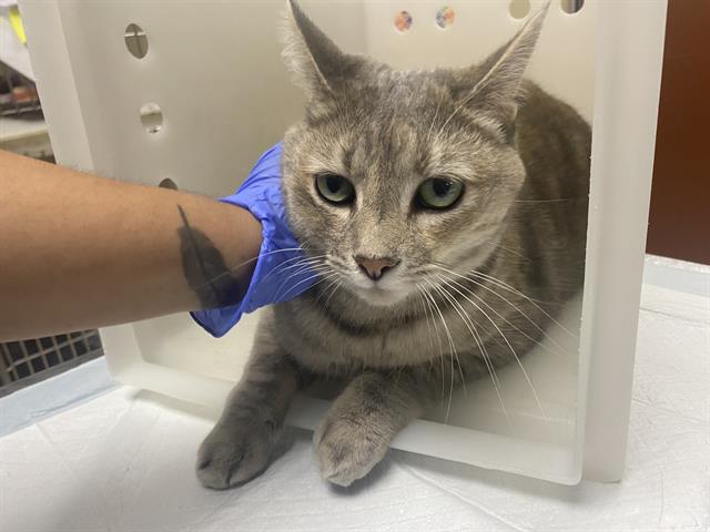 Shelter Stray Female Cat last seen Near BLOCK E DIANE DR, Milwaukee, WI 53215