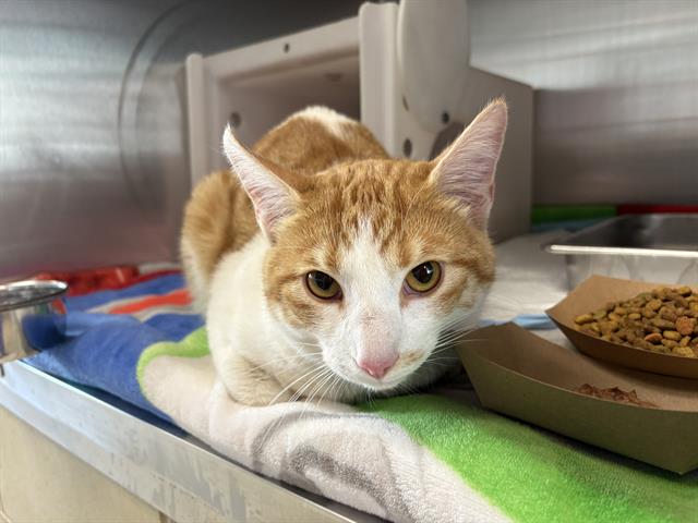 Shelter Stray Male Cat last seen Near BLOCK S 12TH ST, Milwaukee, WI 53215