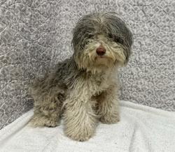 Shelter Stray Female Dog last seen , Lake Los Angeles, CA 93550