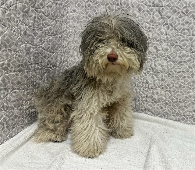 Shelter Stray Female Dog last seen , Lake Los Angeles, CA 93550