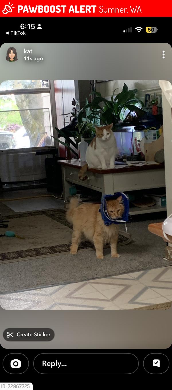 Lost Male Cat last seen wood ave and guptil ave, Sumner, WA 98390
