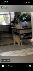 Lost Male Cat last seen wood ave and guptil ave, Sumner, WA 98390
