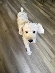 Found/Stray Male Dog last seen Oakbrook st, San Antonio, TX 78221