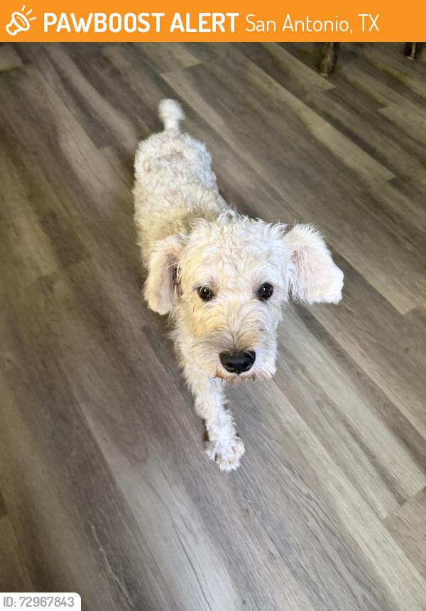 Found/Stray Male Dog last seen Oakbrook st, San Antonio, TX 78221