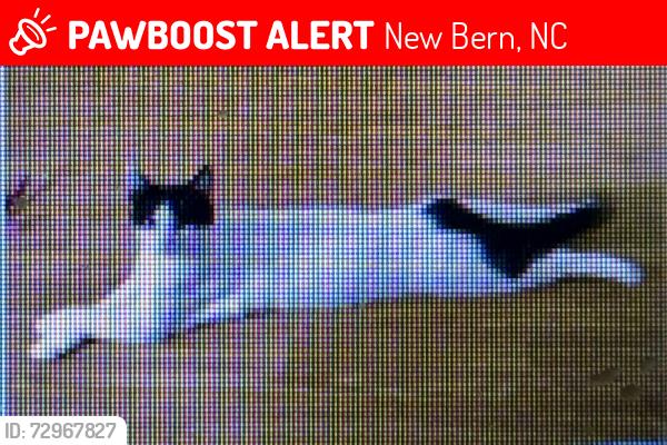 Lost Female Cat last seen Amhurst Blvd, New Bern, NC 28562