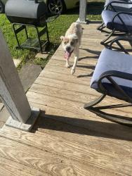 Found/Stray Female Dog last seen Near Food Lion on Garrison, Gastonia, NC 28052