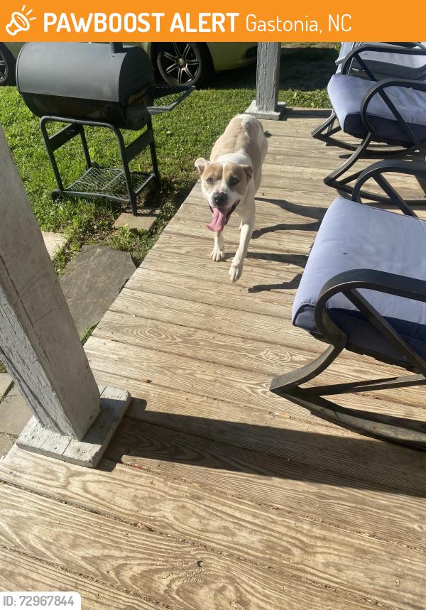 Found/Stray Female Dog last seen Near Food Lion on Garrison, Gastonia, NC 28052