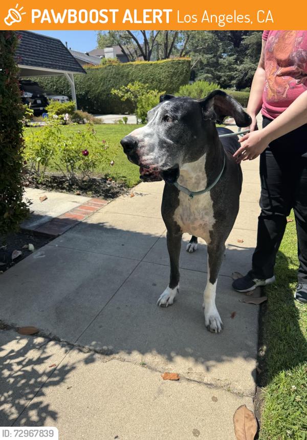 Found/Stray Female Dog last seen Otsego , Los Angeles, CA 91423