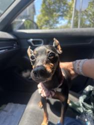 Reunited Female Dog last seen Urn-it , Pittsburg, CA 94565